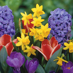 Springtime Florist&#39;s Choice
